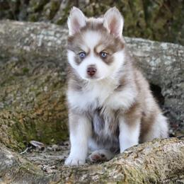 Lovey Dovey - Chocolate male Pomsky puppy in Denham Springs, Louisiana from Bayouland Pomskies