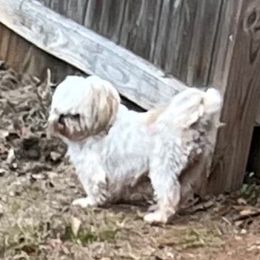 Gizzy - Shih Tzu
