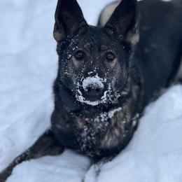 Callie - German Shepherd