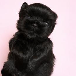 Tarah - Black female Shih Tzu puppy in Tallahassee, Florida from Bows and Bow Ties