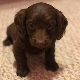 Dachshunds from SD Mini Dachshunds