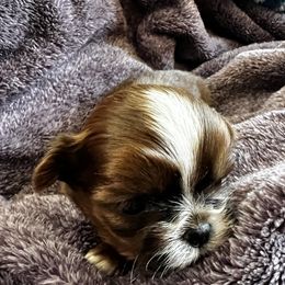 Shih Tzu Puppies from Meihem Pups