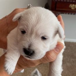 West Highland White Terriers from Walters Westie’s