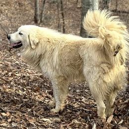 Smilie - Great Pyrenees