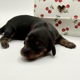 Lady 2- Russian Lines- AKC - Black and tan female Dachshund puppy in Bartlesville, Oklahoma from OkieDokieDox