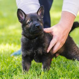 German Shepherd Puppies from Faoladh German Shepherds