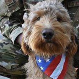Bernedoodles and Goldendoodles from Kimberlee’s Kennels