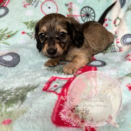 Dachshund Puppies from CSW Dachshunds