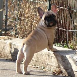 French Bulldogs from Dreamland French Bulldogs