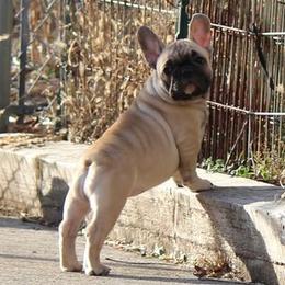 French Bulldogs from Dreamland French Bulldogs
