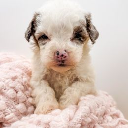 Haymitch - Blue merle and white male Sheepadoodle puppy in Belton, South Carolina from Poodley Doodley Doo