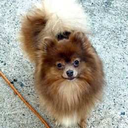 Stella AKC pet - Tri-colored female Pomeranian puppy in Princeton, New Jersey from PureLove Poms.