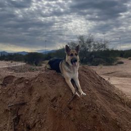 German Shepherd All Grown Up from Freiheit Von Himmel  Shepherds