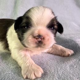 Pumpkin - Gold and white male Shih Tzu puppy in Winston Salem, North Carolina from Little Miracles Shih Tzu