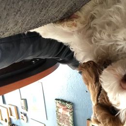 Australian Labradoodle Puppies from GorgeousDoodles