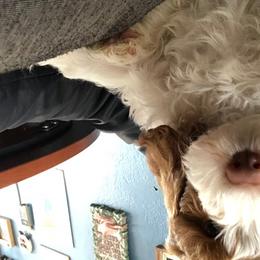 Australian Labradoodle Puppies from GorgeousDoodles