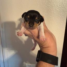 Baby 2 - White black and tan male Toy Fox Terrier puppy in Clermont, Florida from Debbie Hiles's Toy Fox Terriers