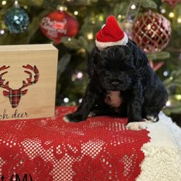 Midnight (Dark Blue) - Black male Australian Labradoodle puppy in Citrus Heights, California from Elite Blend Labradoodles
