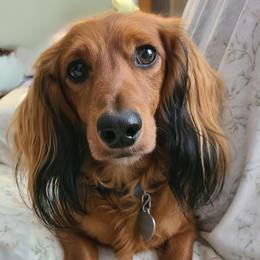Tequila - Red male Dachshund puppy in Waynesboro, Tennessee from Owl Hollow Farm Miniature Dachshunds