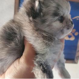 Pomeranian Puppies from Bluebonnet Pomeranians