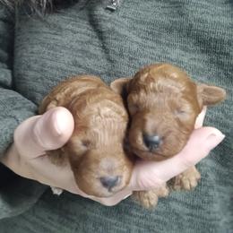 Gingerbread Cookie - Red  male Poodle puppy in Sandpoint, Idaho from Teddy Bear Toy Poodles