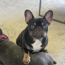 Leia - French Bulldog