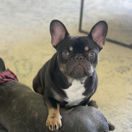 Leia - French Bulldog