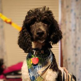 Poodle Puppies from Lucy's Standards