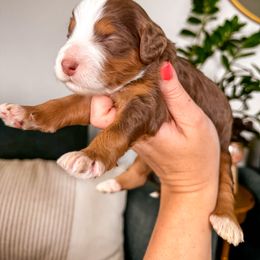 Topaz - Brown male Bernedoodle puppy in Ammon, Idaho from Little Stone Bernedoodles