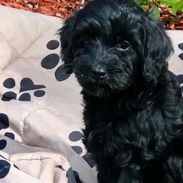 Australian Labradoodles from All-Spice Australian Labradoodles
