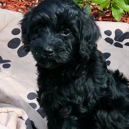 Australian Labradoodles from All-Spice Australian Labradoodles