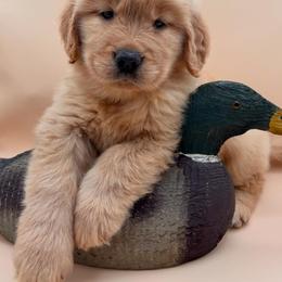 Golden Retriever Puppies from Sound Golden Retrievers