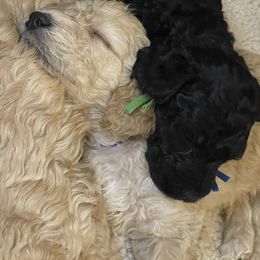 Goldendoodle Puppies from Alisha Rodgers