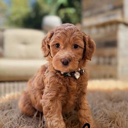 Chanel - Red  female Goldendoodle puppy in Pine Grove, California from Lundee Doodles
