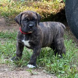 Red Collar - Brindle male Boerboel puppy in Manitowoc, Wisconsin from Mae Boerboel