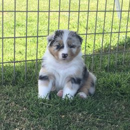 Australian Shepherd Puppies from Integrity Australian Shepherds