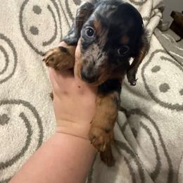 Kevin - Dapple male Dachshund puppy in Mountain Home, Arkansas from Furry Friends Kennel