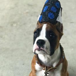 Boxer Puppies from Archangel Boxers