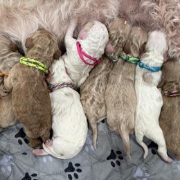 Goldendoodle puppies from Doodle Dreams