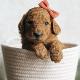 Girl 4 - Red  female Poodle puppy in Duncan, South Carolina from Abner Creek Poodles & Doodles
