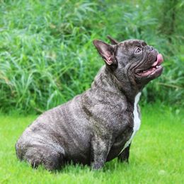 Fiona - French Bulldog