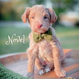 Novel - Apricot male Goldendoodle puppy in Cleveland, Tennessee from Edgewater Doodles & Designer Pups