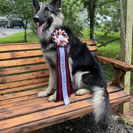 Rune - German Shepherd