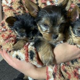 Yorkshire Terrier Puppies from Evermore Yorkies