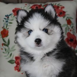 Clover - Black and white female Pomsky puppy in Albany, Indiana from Hatz Off Puppies