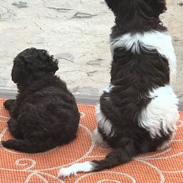 Australian Labradoodle Puppies from All About Love Australian Labradoodles