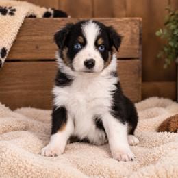 Binx - Black tri-color male Australian Shepherd puppy in Placerville, California from BFF Aussies