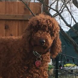 Minty - Poodle