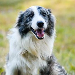 Border Collies from Double J & L Ranch Border Collies