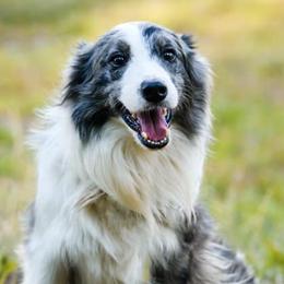 Border Collies from Double J & L Ranch Border Collies